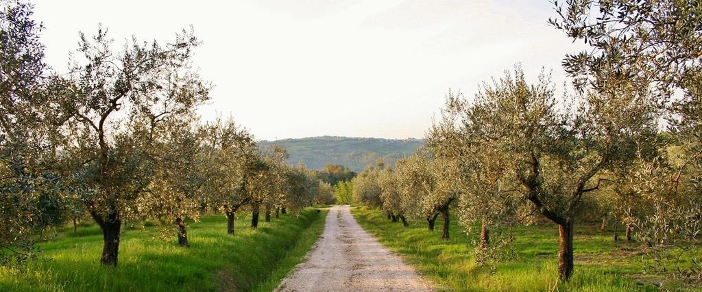 فيلا Monte Castello di Vibioفي Podere Le Corone المظهر الخارجي الصورة